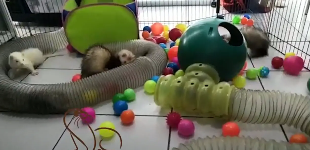 Por qué Petco ya no vende hurones