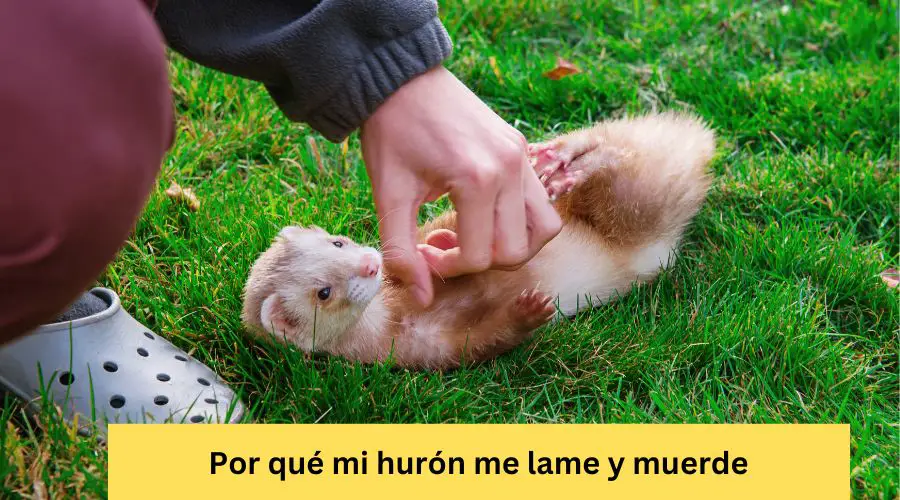 Por qué mi hurón me lame y muerde