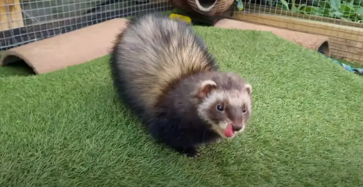 Puedes tener un solo hurón como mascota