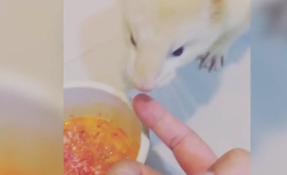 Qué es venenoso para los hurones