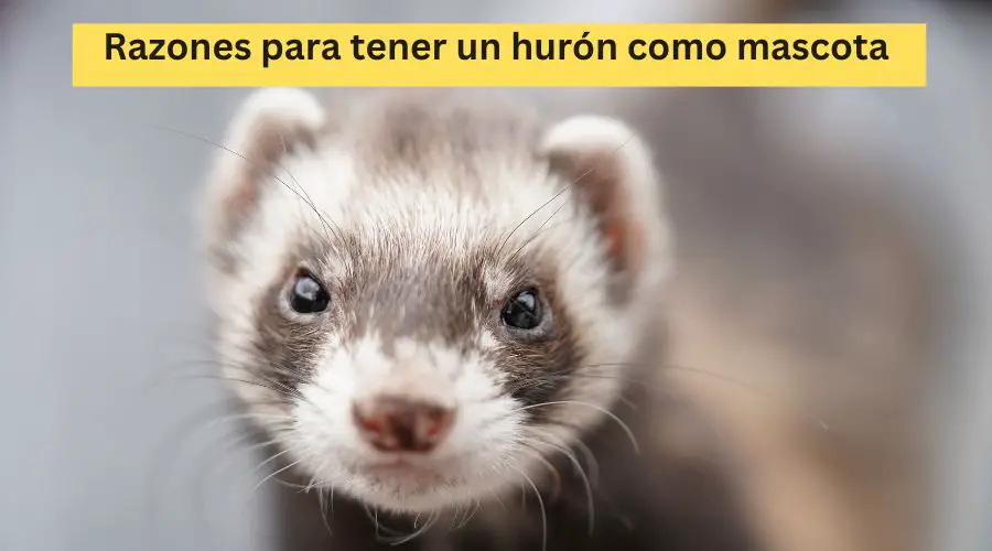 Razones para tener un hurón como mascota