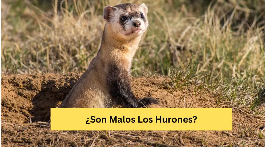 Son Malos Los Hurones