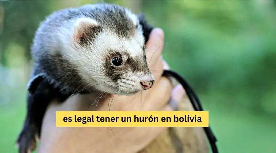 es legal tener un hurón en bolivia