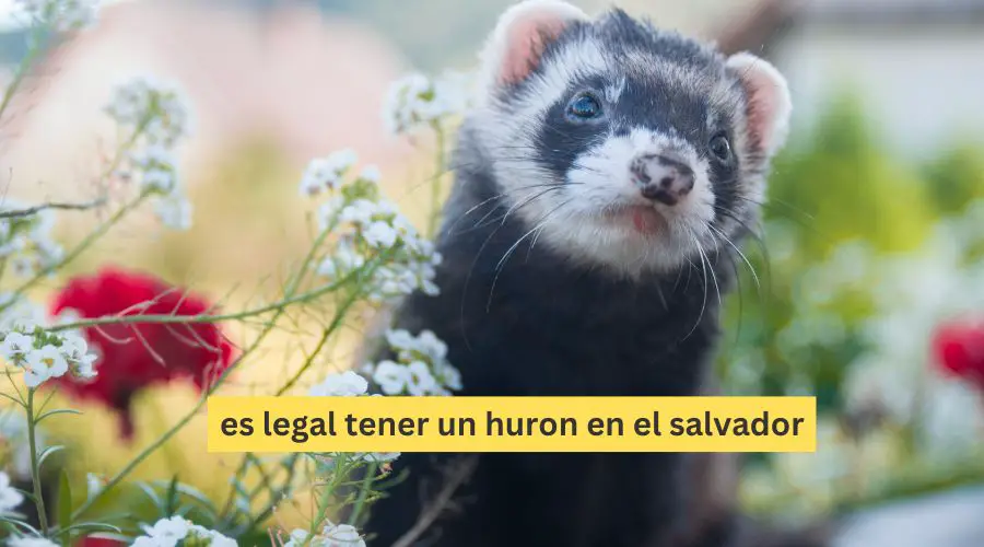¿Es legal tener un hurón como mascota en El Salvador?En este artículo analizaremos si es legal tener un hurón como mascota en El Salvador. Este es un tema que despierta la curiosidad de muchas personas amantes de las mascotas exóticas y que quieren saber cuáles son las condiciones, regulaciones y alternativas para adoptar un hurón en el país.¿Por qué se considera al hurón un animal peligroso?
Especies invasoras y su impacto en la fauna localEl hurón pertenece a una especie que puede ser invasora en algunos países y su presencia podría tener un impacto negativo en la fauna local. Los hurones pueden amenazar a las especies autóctonas y causar desequilibrios en el ecosistema.Peligros potenciales para la salud públicaLos hurones pueden portar enfermedades que representan un riesgo para la salud pública. Algunas de estas enfermedades pueden ser transmitidas a otros animales o incluso a los humanos, lo cual es motivo de preocupación especialmente en un país tropical como El Salvador.Agresividad y comportamiento impredecible del hurónAunque los hurones pueden ser mascotas cariñosas y juguetonas, tienen un comportamiento impredecible y, en ocasiones, pueden ser agresivos. Esto puede representar un problema en hogares con niños pequeños o con otras mascotas.Regulaciones en El Salvador para la tenencia de mascotas exóticas
Normativas específicas para la importación y tenenciaEn El Salvador, la importación y tenencia de mascotas exóticas está regulada por el Ministerio de Agricultura y Ganadería. La ley exige la obtención de permisos y autorizaciones específicas para garantizar el bienestar animal y la seguridad de los ciudadanos.Permisos y autorizaciones requeridasPara poder tener un hurón en El Salvador, se requeriría obtener un permiso y autorización del Ministerio de Agricultura y Ganadería. Esta autorización evalúa las condiciones de vida y los cuidados que se ofrecen a la mascota, así como la capacidad de la persona para mantener a un animal exótico.Animales exóticos permitidos y prohibidos en El SalvadorEn El Salvador existe una lista de animales exóticos que pueden ser tenidos como mascotas, así como una lista de animales prohibidos en el territorio nacional. Aunque los hurones no están explícitamente prohibidos, no se encuentran en la lista de animales permitidos y su tenencia es complicada debido a los requisitos legales mencionados.Alternativas legales a los hurones como mascotas en El Salvador
Mascotas más comunes: gatos, perros y conejosGatos, perros y conejos son opciones más convencionales y legales como mascotas en El Salvador. Estos animales son más fáciles de cuidar y mantener en el hogar, y además son menos propensos a causar problemas de salud pública o afectar negativamente a otras especies locales.Erizos y otras mascotas exóticas no peligrosasAlgunas mascotas más exóticas pero no peligrosas, como erizos, hámsteres y tortugas, son opciones interesantes y legales en El Salvador. Estos animales suelen ser más aceptados en la sociedad y tienen menos riesgos que los hurones.Cómo elegir una mascota adecuada y responsable en El SalvadorPara elegir una mascota adecuada, es importante realizar un análisis de nuestras necesidades, los cuidados que podemos ofrecer y las condiciones que ofrece nuestro hogar. También es imprescindible verificar las leyes y regulaciones en El Salvador antes de adoptar cualquier animal para asegurarse de cumplir con las exigencias legales.Consideraciones a tener en cuenta antes de adoptar un hurón
Condiciones de vida adecuadas y necesidades de cuidadoAntes de adoptar un hurón, es necesario considerar sus condiciones de vida, sus necesidades de cuidado y atención especial. Los hurones son animales activos que requieren tiempo, espacio y una dieta adecuada a sus necesidades.Riesgos y responsabilidades de tener un hurón como mascotaEs importante ser consciente de los riesgos y responsabilidades que implica tener un hurón como mascota. Esto incluye el riesgo de agresividad, enfermedades y posible impacto en la fauna local.Entonces, ¿es posible tener un hurón en El Salvador?Si bien no está explícitamente prohibido, la tenencia de hurones como mascotas en El Salvador es complicada debido a las regulaciones legales y los permisos necesarios. Por eso, es recomendable considerar otras opciones de mascotas como gatos, perros, conejos, erizos u otros animales exóticos menos peligrosos.Información adicional y recursos para hurones en América Latina
Grupos de apoyo y contacto con amantes de los huronesSi deseas saber más sobre hurones y otras mascotas exóticas en América Latina, es posible encontrar grupos de apoyo y contacto con amantes de estos animales en redes sociales y foros en línea. Estos grupos suelen compartir información actualizada y experiencias personales para ayudar a la comunidad.Información sobre hurones y animales exóticos en Centro AméricaEn Centroamérica existen diversos recursos en línea sobre hurones y animales exóticos, que incluyen guías de cuidado, datos sobre leyes y regulaciones, así como noticias y eventos. Estos recursos pueden servir para estar al día y aprender más sobre el mundo de las mascotas exóticas en la región.Últimas noticias y actualizaciones sobre leyes y reglamentacionesLas leyes y regulaciones relacionadas con la tenencia de mascotas exóticas pueden cambiar con el tiempo. Por eso, es importante mantenerse informado sobre las actualizaciones y cambios en las leyes en El Salvador y otros países de América Latina para ser un dueño de mascota responsable y cumplir con las normativas vigentes.