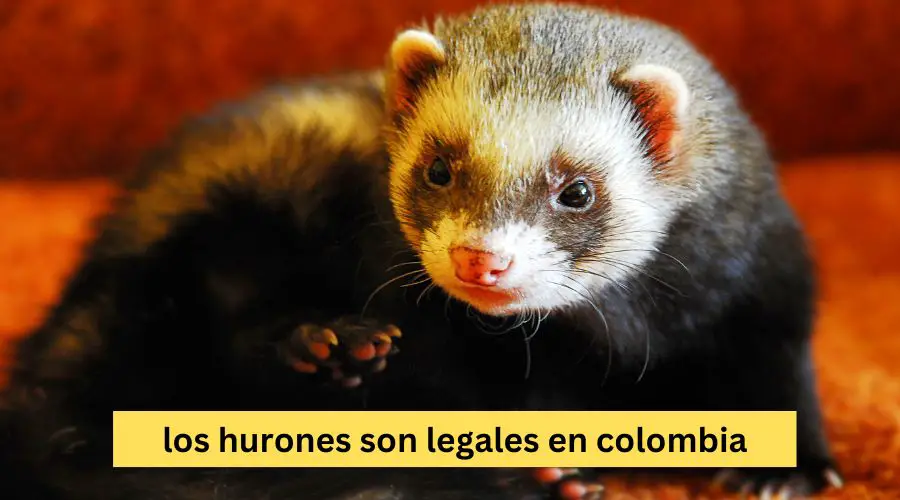 los hurones son legales en colombia