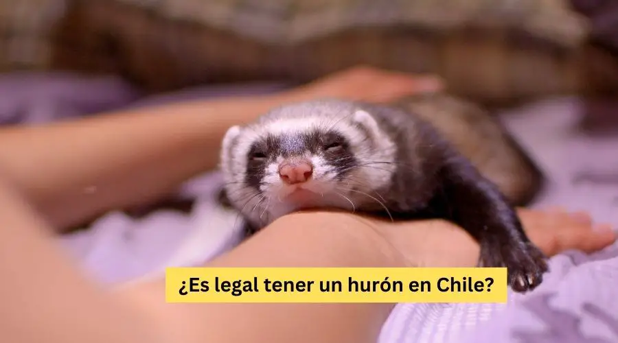 ¿Es legal tener un hurón en Chile