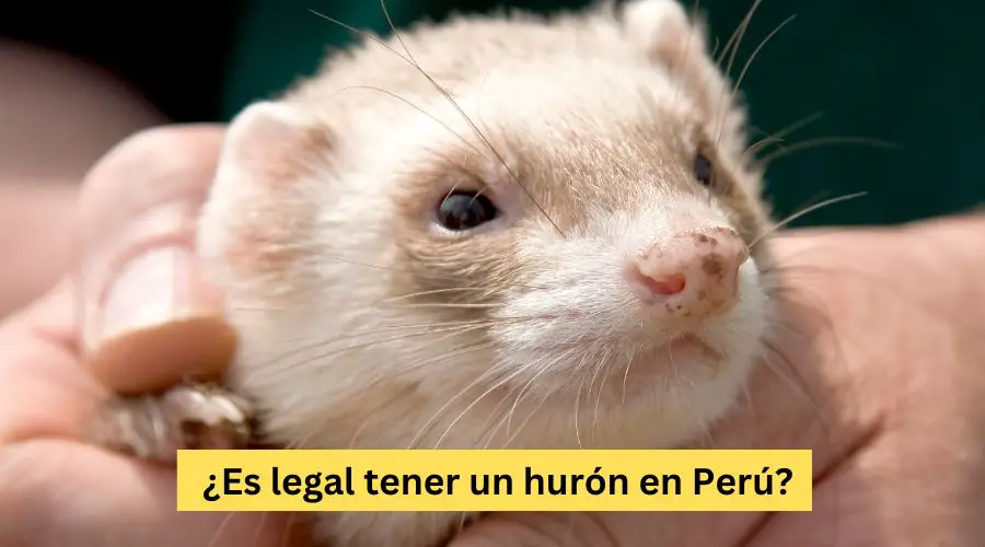 ¿Es legal tener un hurón en Perú