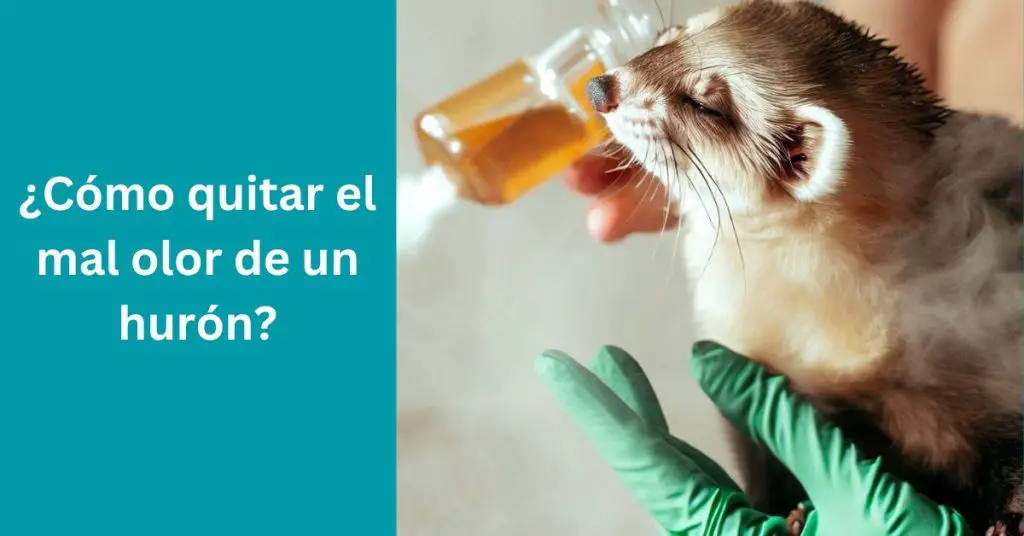 Cómo quitar el mal olor de un hurón