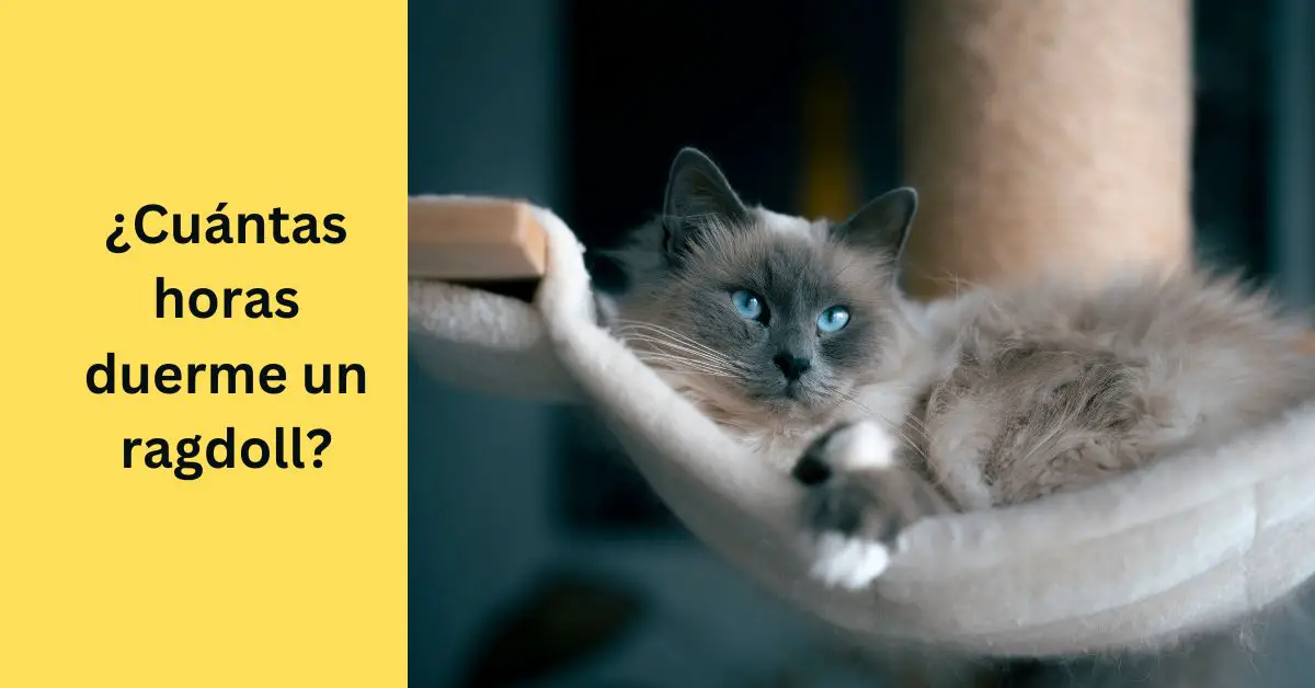 ¿Cuántas horas duerme un ragdoll