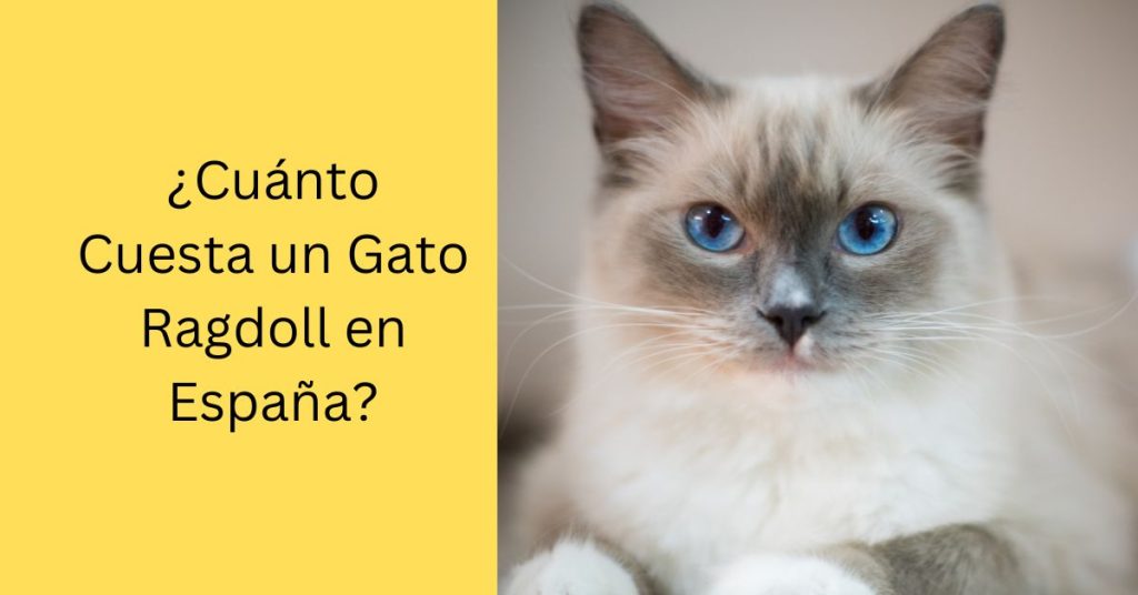 ¿Cuánto Cuesta un Gato Ragdoll en España