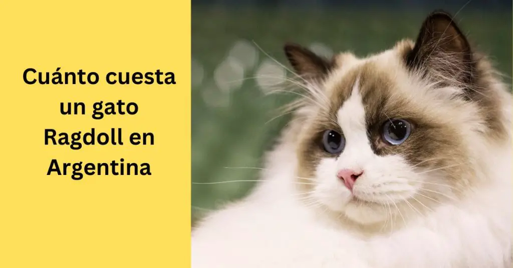 Cuánto cuesta un gato Ragdoll en Argentina