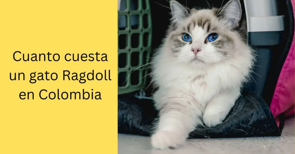 Cuanto cuesta un gato Ragdoll en Colombia