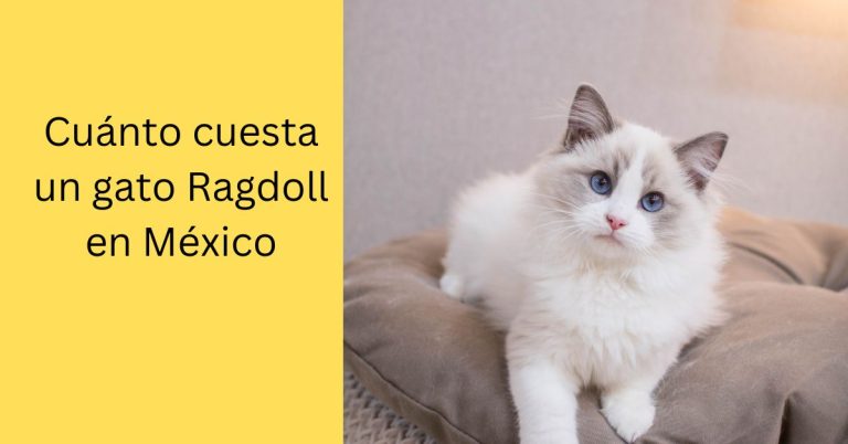 Cuánto cuesta un gato Ragdoll en México