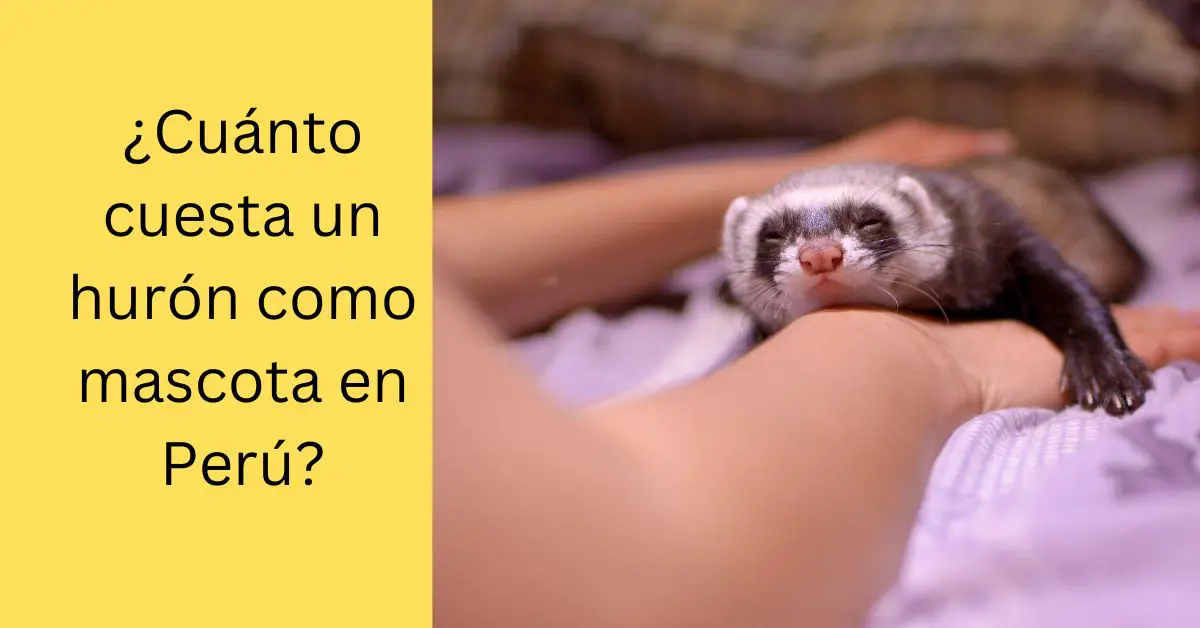 Cuánto cuesta un hurón como mascota en Perú