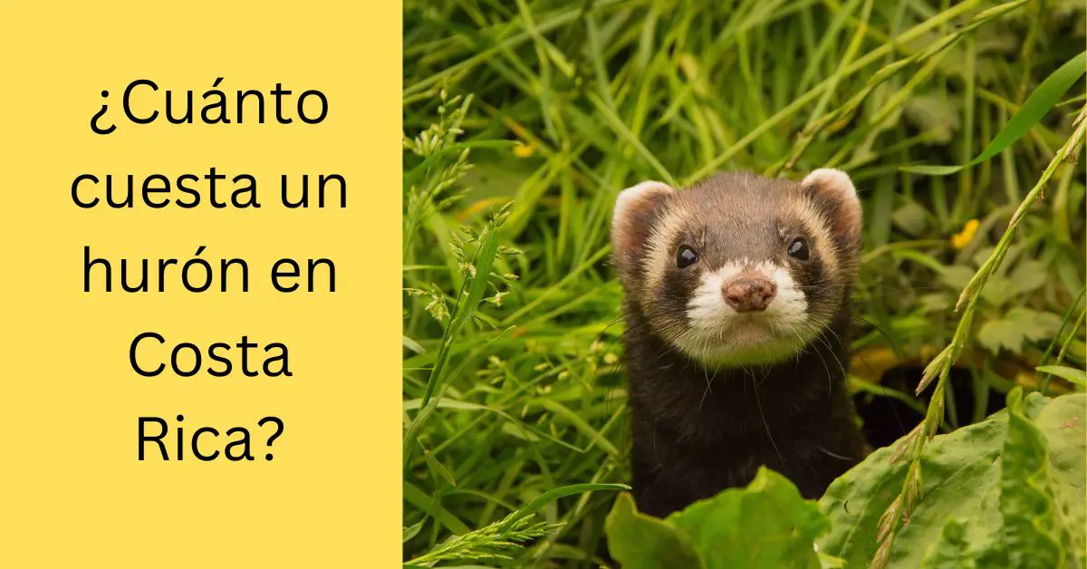 ¿Cuánto cuesta un hurón en Costa Rica?