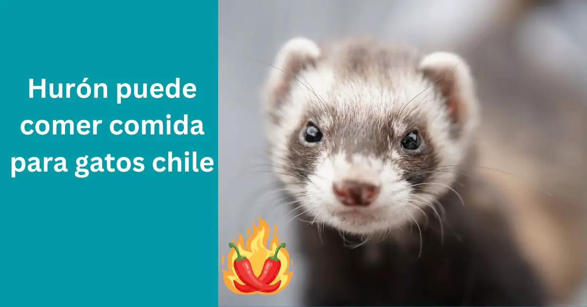 Hurón puede comer comida para gatos chile