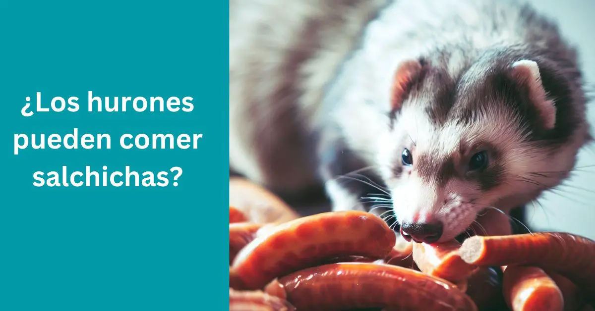 ¿Los hurones pueden comer salchichas