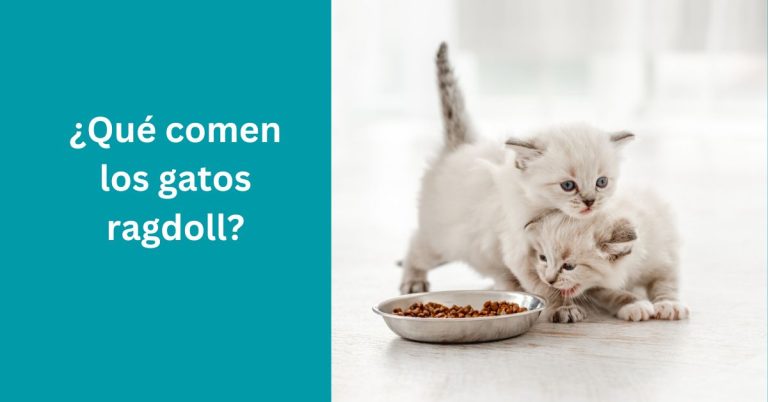 ¿Qué comen los gatos ragdoll