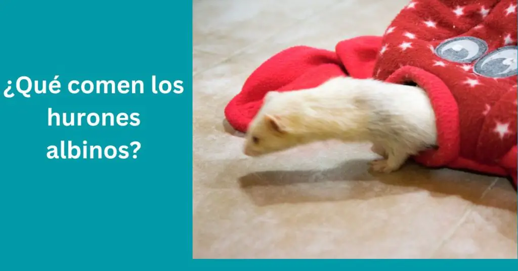 Qué comen los hurones albinos