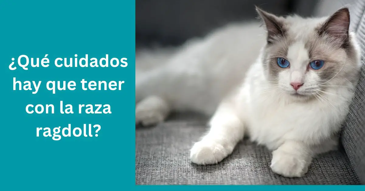¿Qué cuidados hay que tener con la raza ragdoll