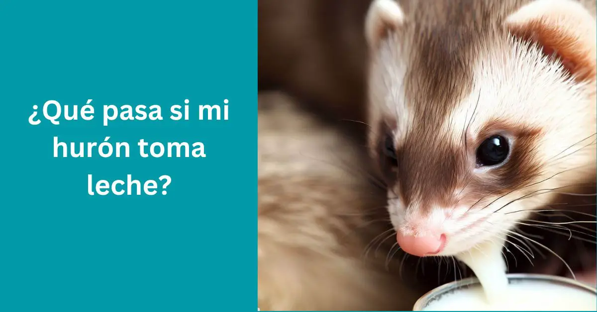 Qué pasa si mi hurón toma leche