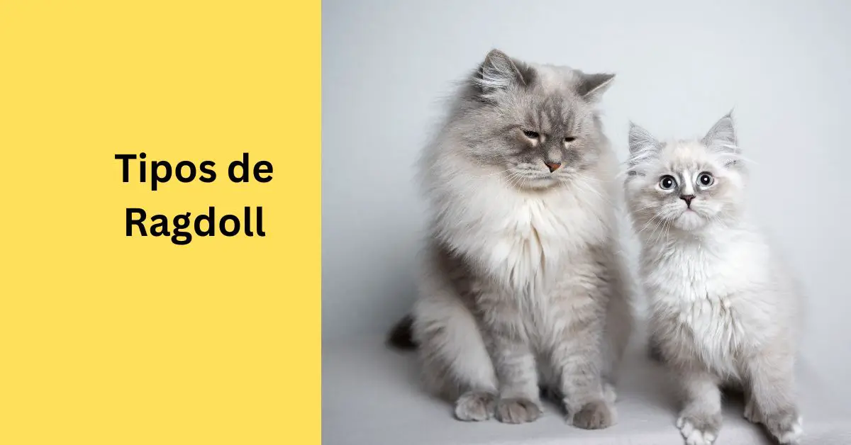 Tipos de Ragdoll