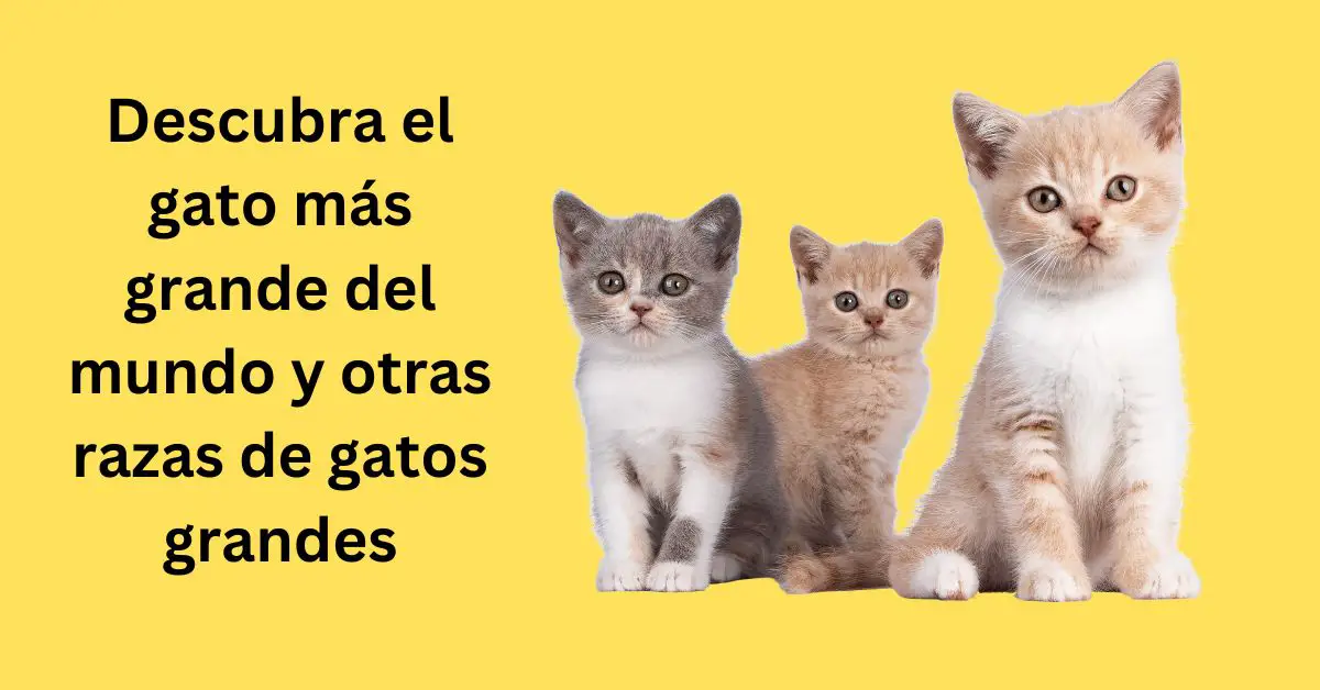 cuál es el gato más grande del mundo