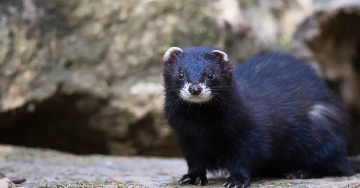 Cuanto Cuesta un Hurón en Ecuador