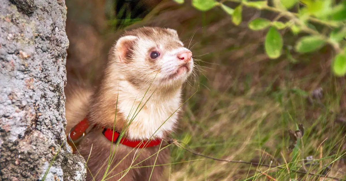 Cuánto cuesta tener un hurón como mascota en Bolivia