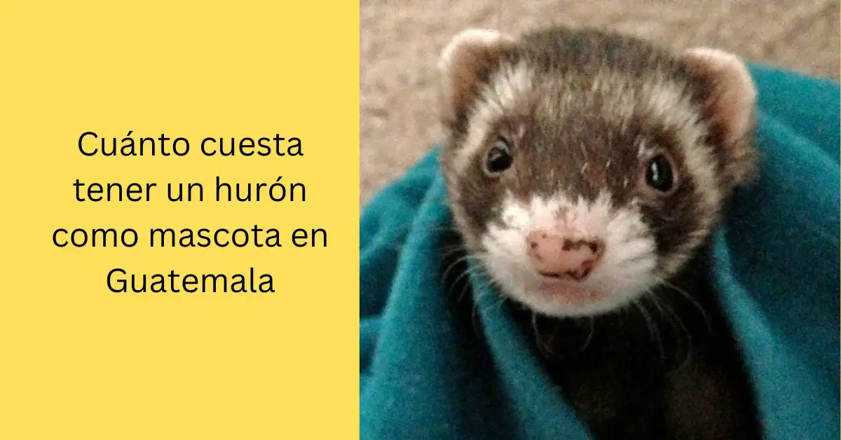 Cuánto cuesta tener un hurón como mascota en Guatemala