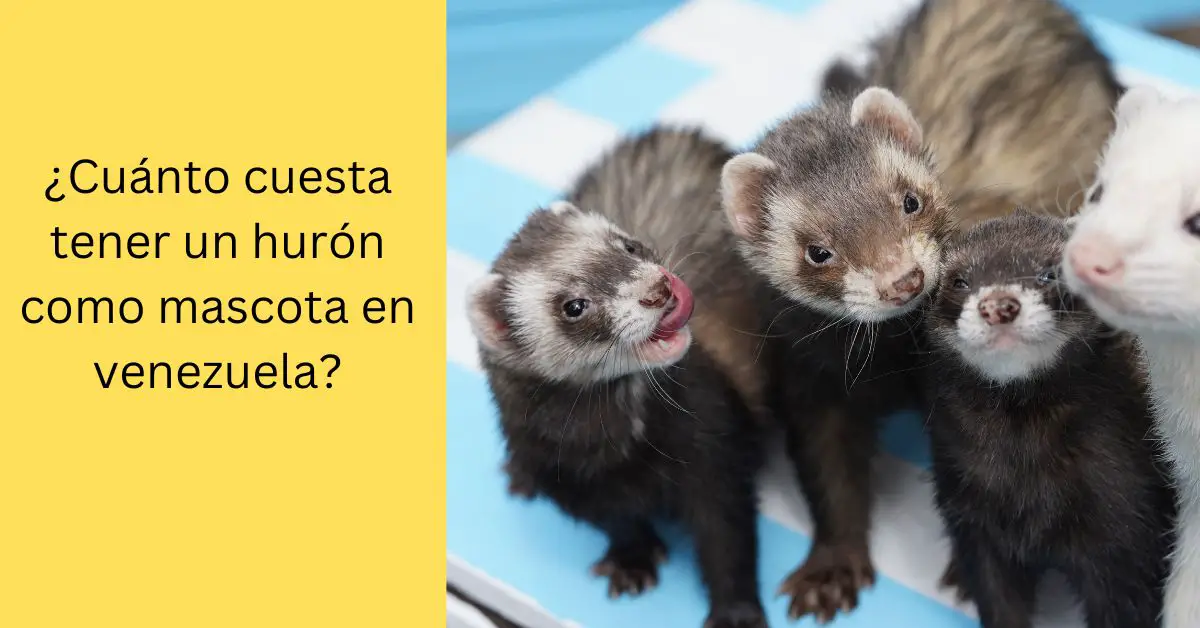 Cuánto cuesta tener un hurón como mascota en venezuela