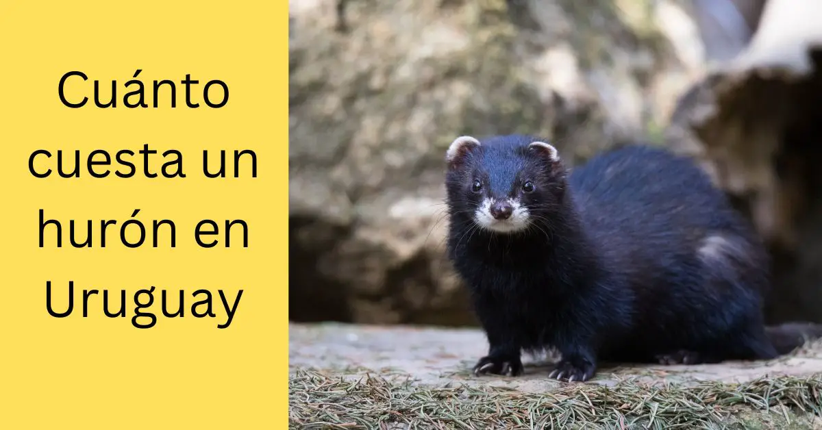 Cuánto cuesta un hurón en Uruguay