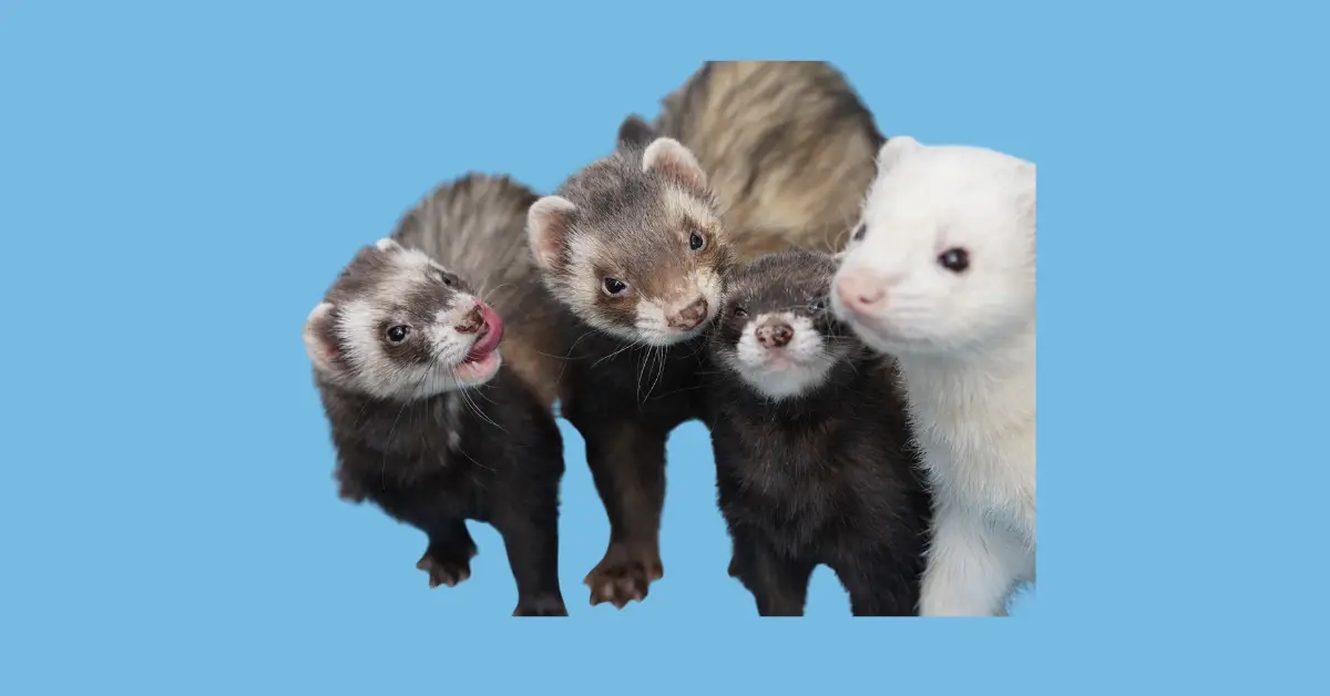 cuánto cuesta un hurón en guatemala