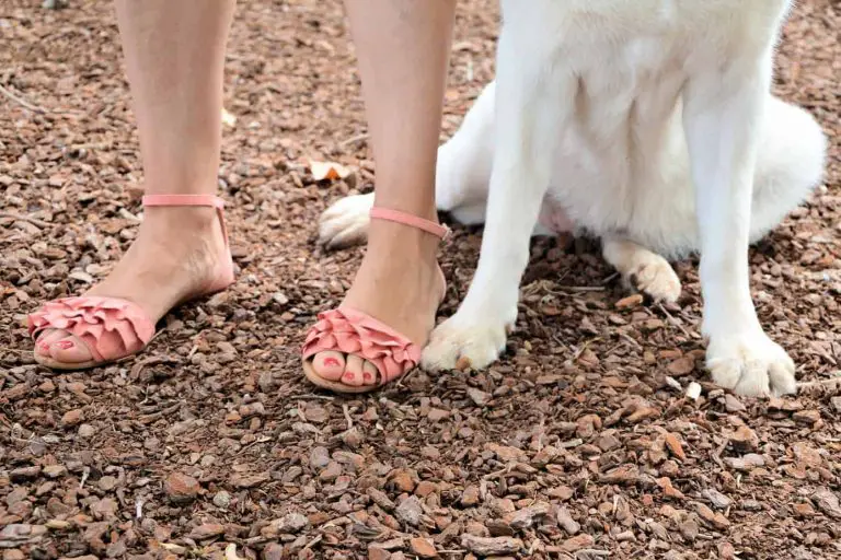 O que significa pisar nos pés de um cachorro?